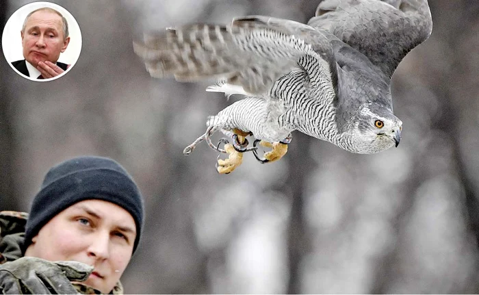 Alexei Vlasov (28 de ani) este antrenorul femelei de uliu AlphaFoto: AFP
