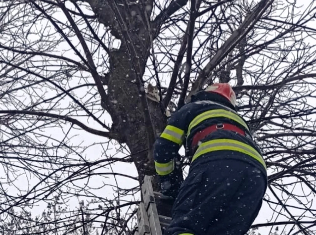 Pisica a fost salvată de pompieri