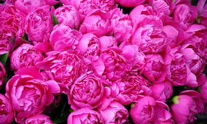 peonies 772217 1280 jpg