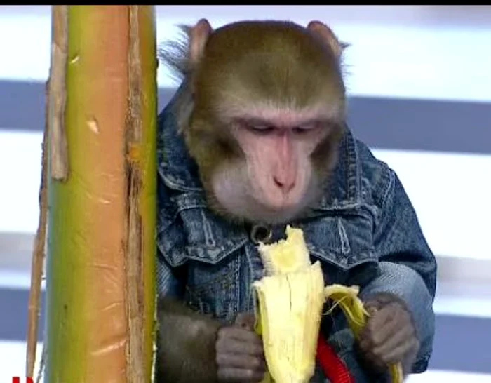 Maimuţica de la Happy Hour (captură: PRO TV)