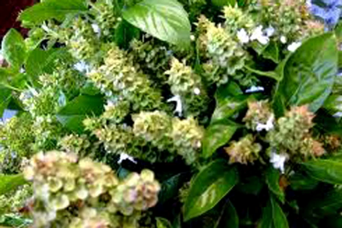 
    Busuioc  