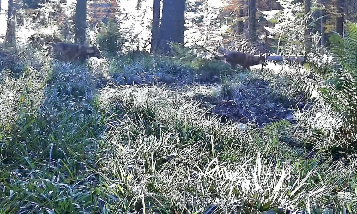 Lupi în Parcul Național Retezat. Foto: Parcul Național Retezat. Facebook