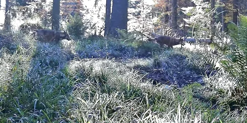 Lupi în Parcul Național Retezat. Foto: Parcul Național Retezat. Facebook