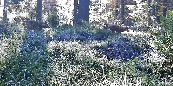 Lupi în Parcul Național Retezat. Foto: Parcul Național Retezat. Facebook