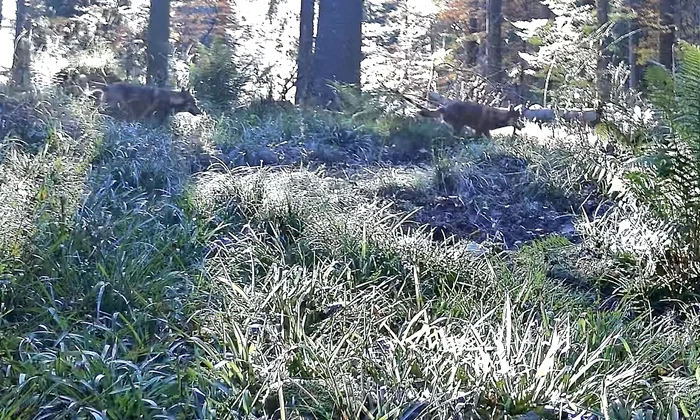 Lupi în Parcul Național Retezat. Foto: Parcul Național Retezat. Facebook