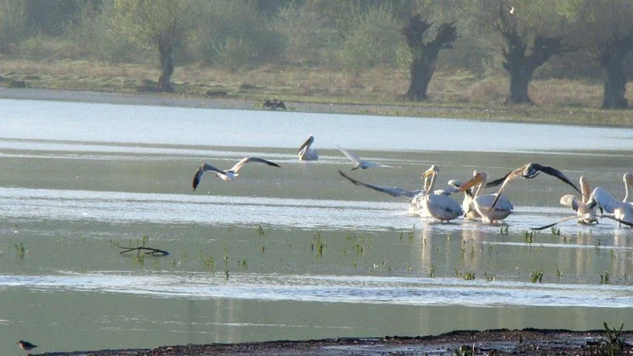 Lacul Bugeac Constanta