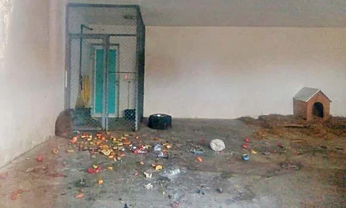 Mizerie de nedescris în cuşca unei maimuţe jpeg