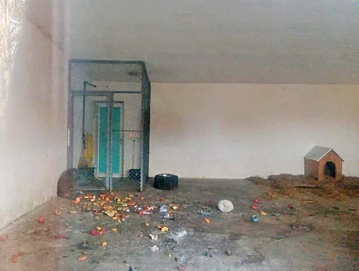 Mizerie de nedescris în cuşca unei maimuţe