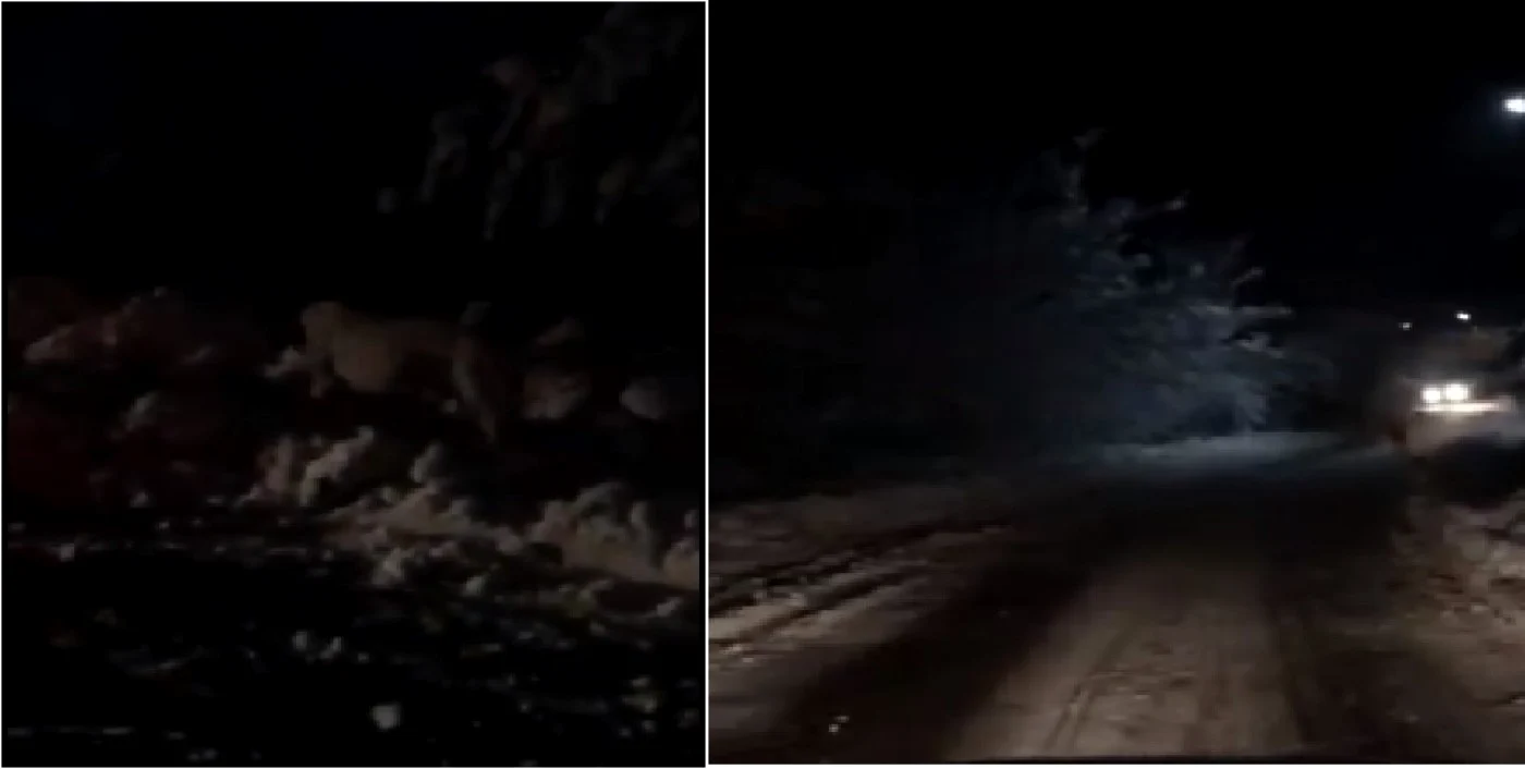 Câini de luptă antrenaţi noaptea pe câinii localnicilor din Gura Văii - Vâlcea Foto captură video 1