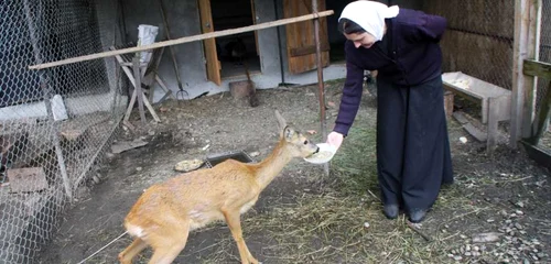 manastire zoo bistrita 1