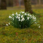 martie ghiocei vreme foto pixabay