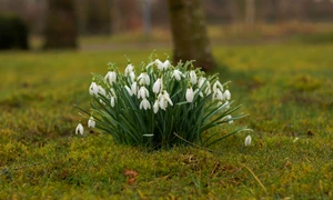 martie ghiocei vreme foto pixabay