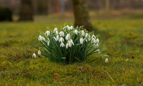 martie ghiocei vreme foto pixabay