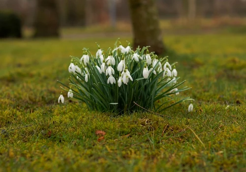 martie ghiocei vreme foto pixabay