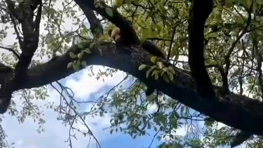 Un pui de urs a rămas blocat într-un copac lângă Sighișoara: intervenție cu risc din cauza ursoaicei
