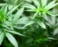 marijuana1 png