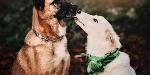 animale abandonate cluj foto ajtai kristina