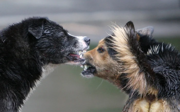 Câinii au atacat mai mulţi oameni în acea zonă
