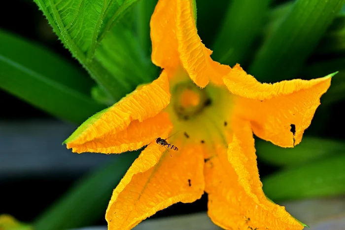 Floare de dovleac / foto: Pixabay 