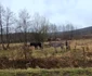 Satul Nemeșești traversat de Autostrada cu tuneluri Foto Daniel guță ADEVĂRUL (1) jpg