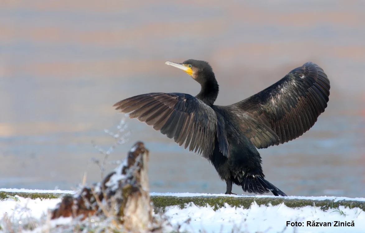 Cormoranul este privit cu teamă de români