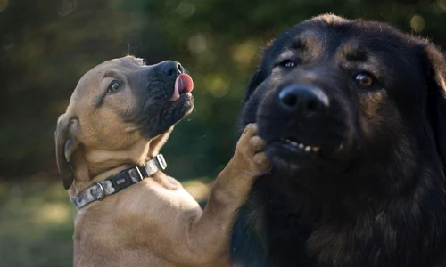 dogs 4807370 1280 jpg