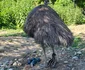 emu 8 jpg