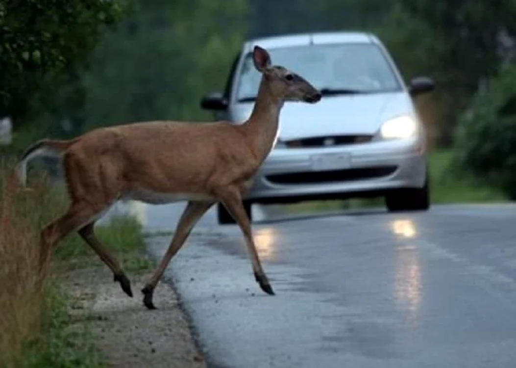 Şoferiţa s-a trezic cu un căprior în faţa maşinii. FOTO: arhivă/Ora de Sibiu