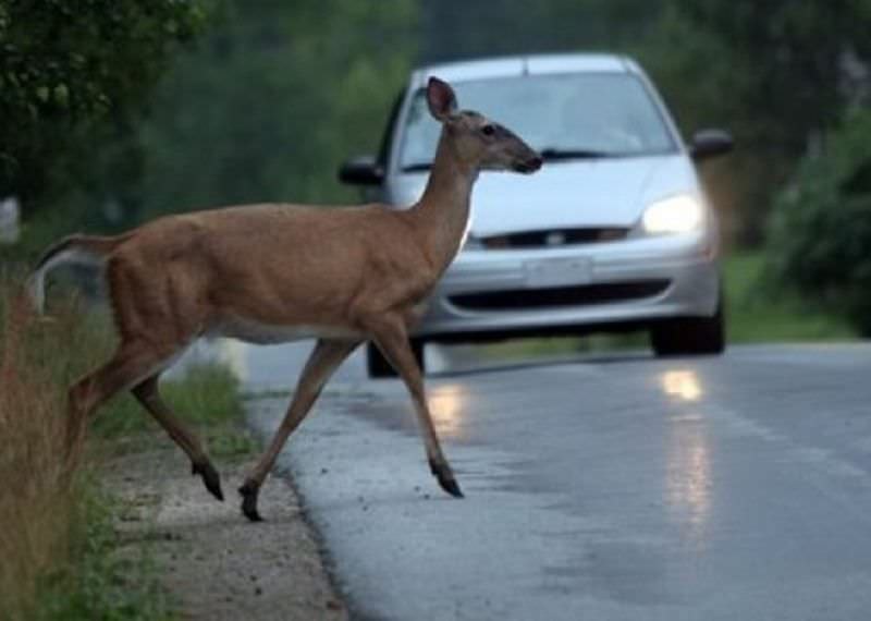 Compania de Drumuri, obligată la plata de despăgubiri după cinci ani de la un accident cu o căprioară Compania de Drumuri, obligată la plata de despăgubiri după cinci ani de la un accident cu o căprioară