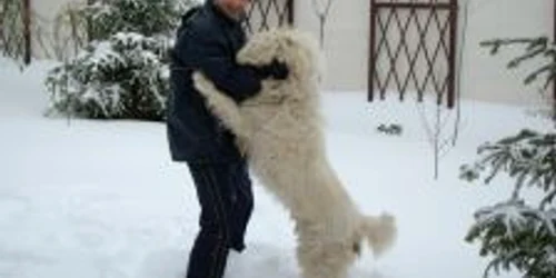 Dan Negru alături de câinele său Google