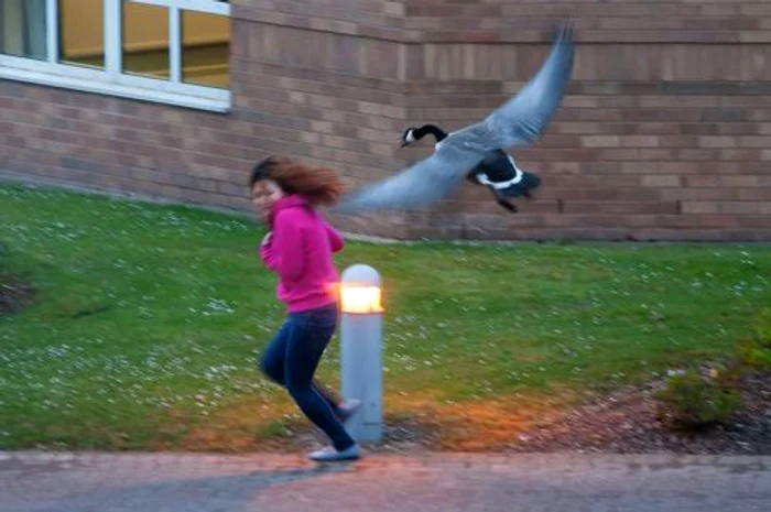 Gâştele agresive (FOTO CATERS)