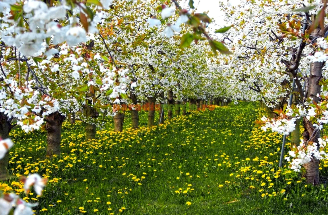 În acest an, vom avea cireşe puţine iar piersici şi caise aproape deloc. Cele care vor ajunge în piaţă vor fi scumpe, la preţuri mai mari cu peste 30% Foto: paradisverde.ro