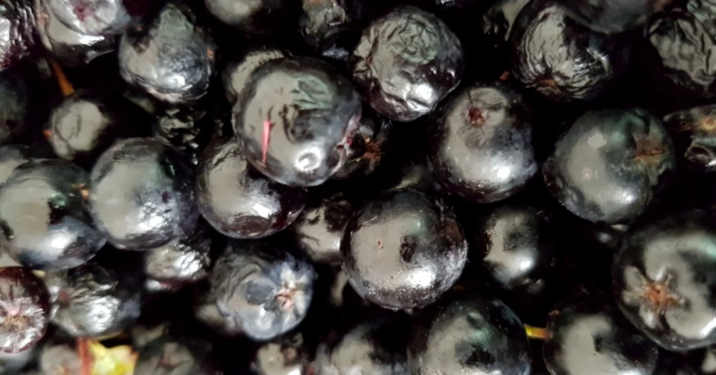 Cea mai mare plantaţie de aronia din România se află în judeţul Timiş