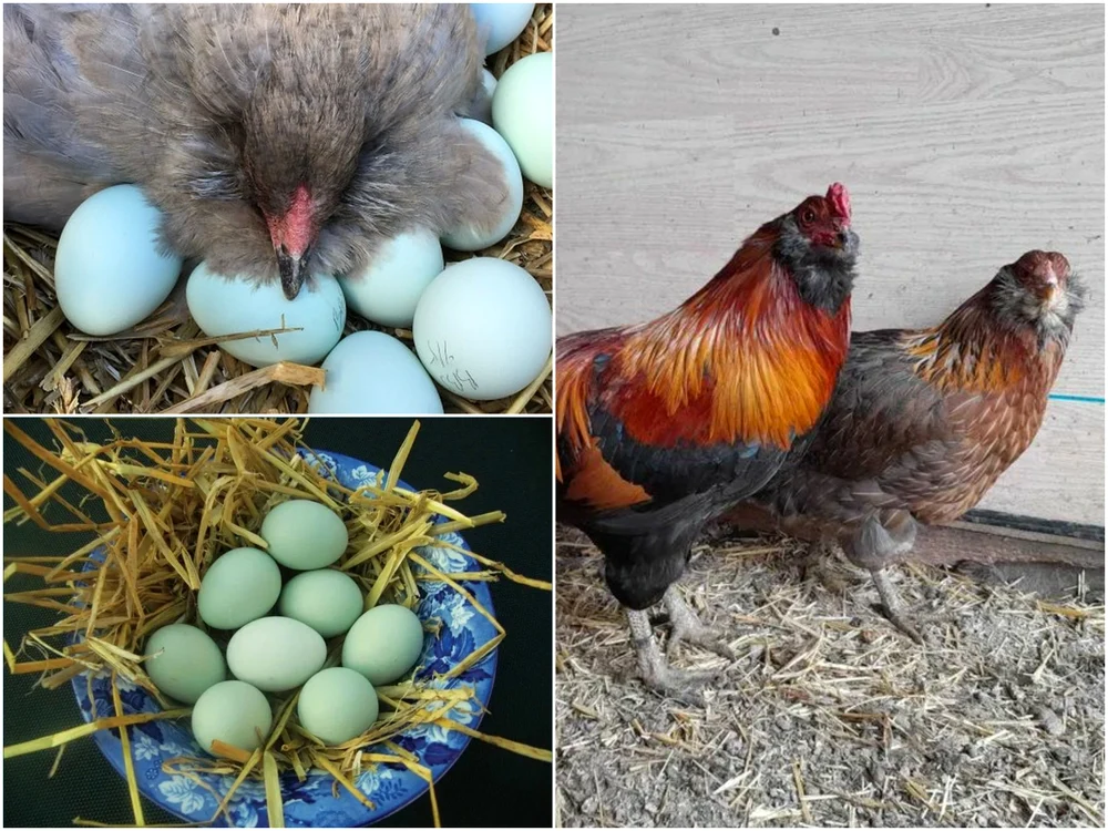 Găinile din rasa Araucana fac ouă de culoare verde sau albastru FOTO Adevărul