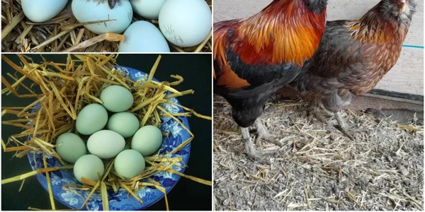 gaini araucana1 jpg