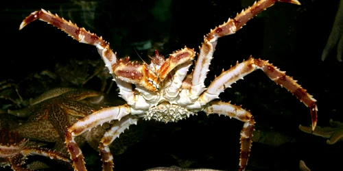 crab antarctica