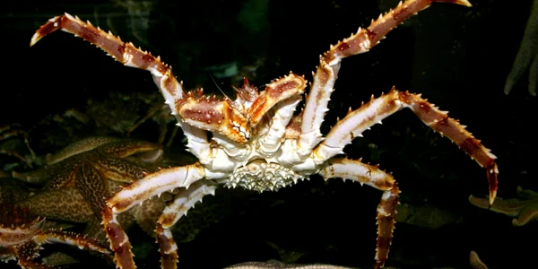 crab antarctica