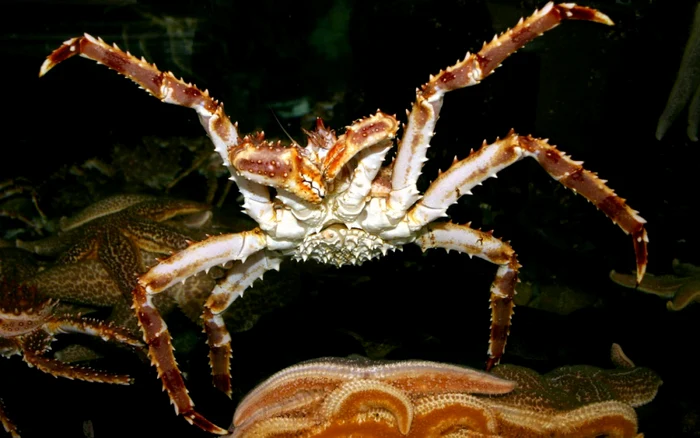 Acest crab ar putea fi un coşmar pentru exploratorii din Antarctica. FOTO Yahoo News