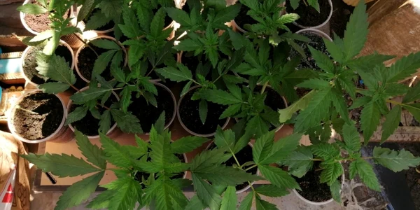 buzaucannabis