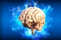 brain 4314636 1280 jpg