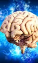 brain 4314636 1280 jpg