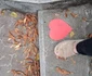 traseu prin Parcul balnear din Băile Govora