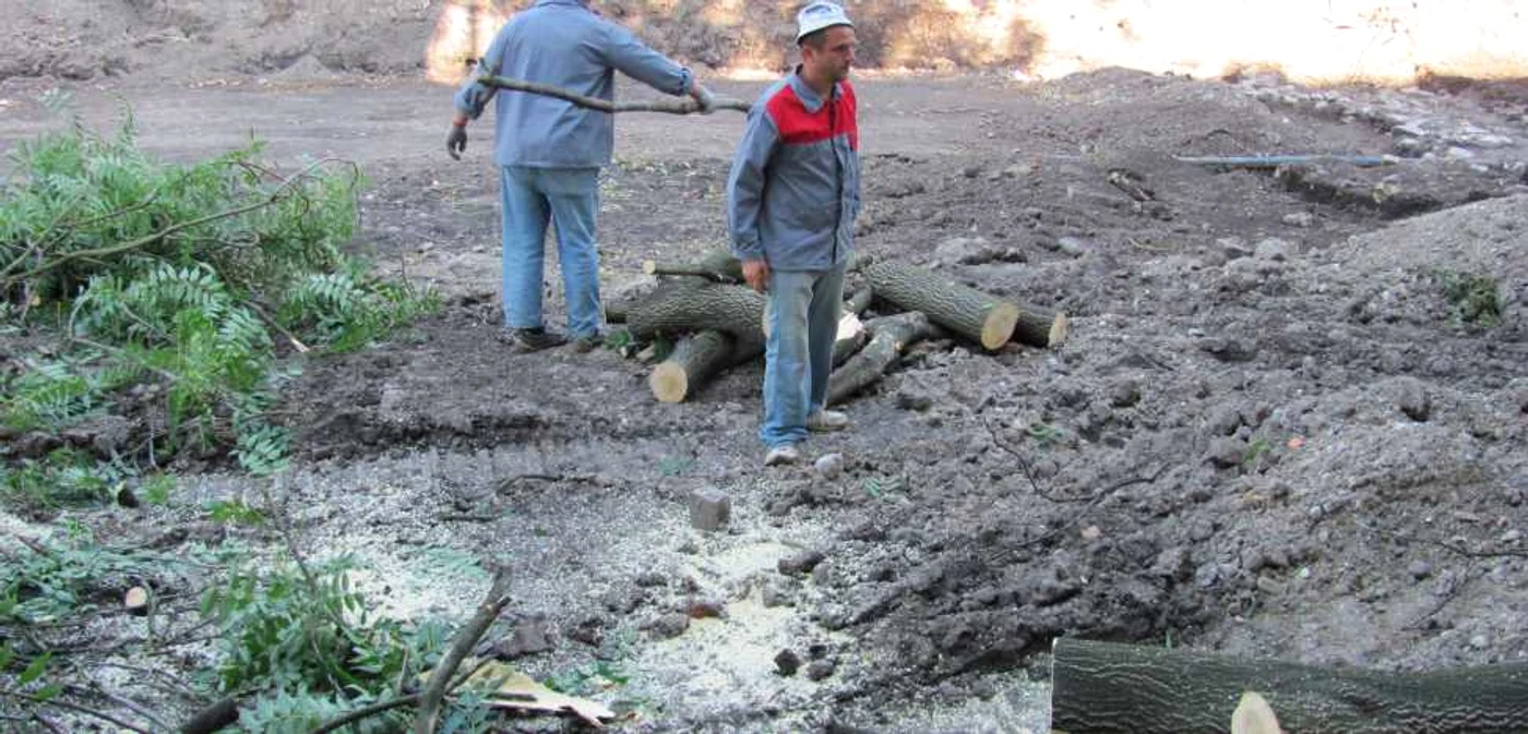 Copaci tăiaţi în zona Parcului Custozza