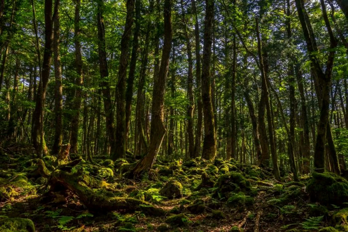 2 aokigahara jpg jpeg