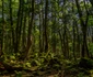 2 aokigahara jpg jpeg