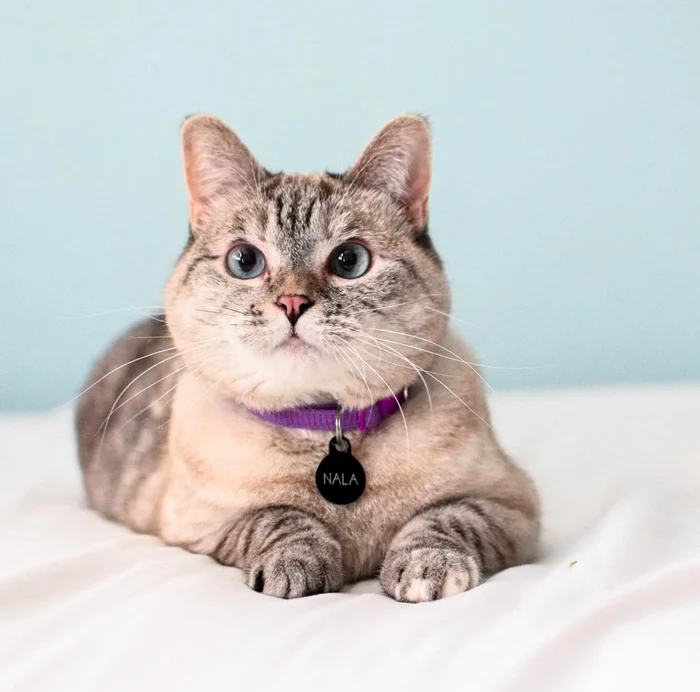 Pisica Nala foto Instagram png