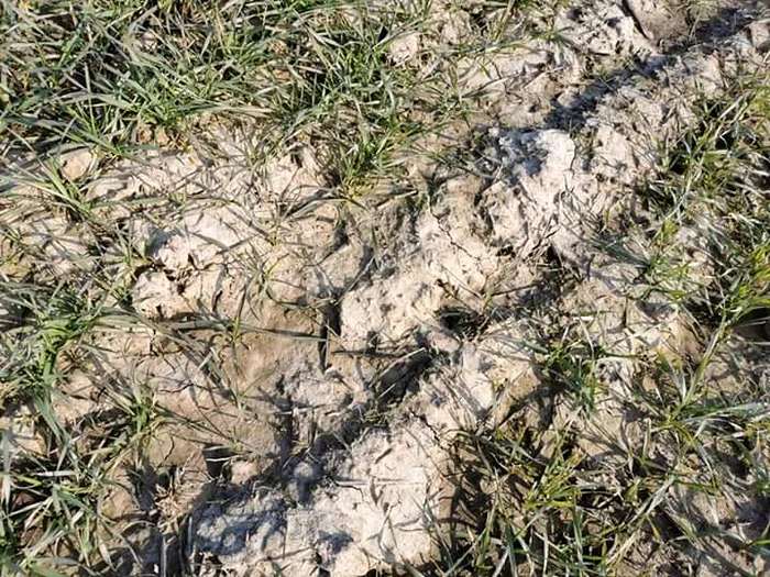 Pe un câmp din județul Ilfov grâul este înghețat