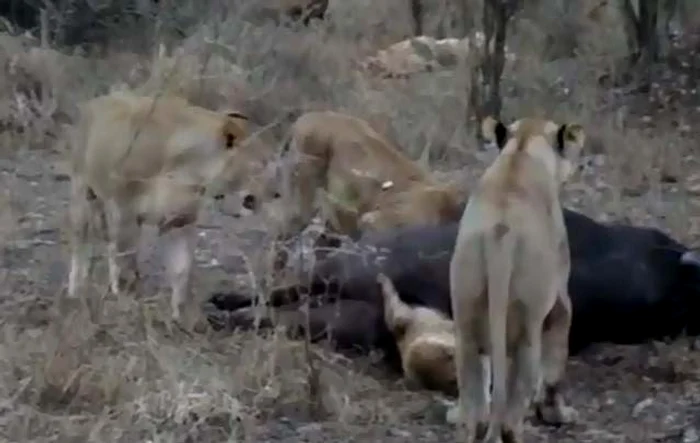 Puiului de leu i-a rămas capul înţepenit in anusul bizonului