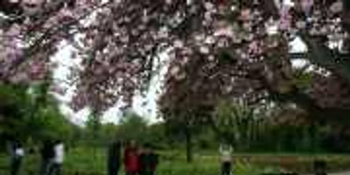 Gradina Botanica