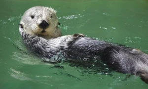 Eddie ştie să dea la coş ca nicio altă vidră de mare (Foto: Mercury Press & Media Ltd)&%& jpeg